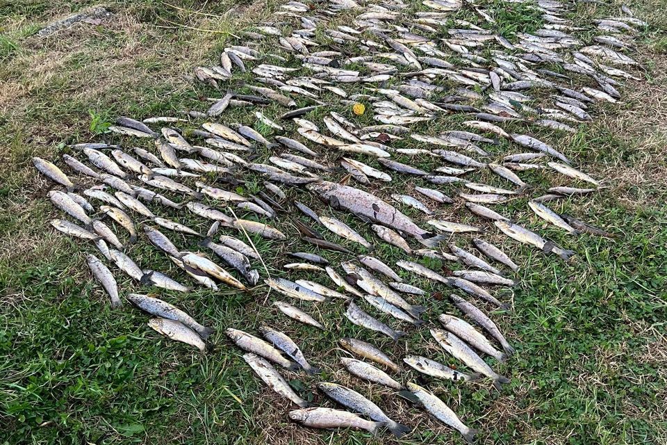 Fish removed from River Blackwater under Killavullen Bridge